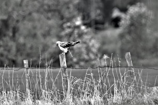 istock Bird on fence dumping bird shit 837619038