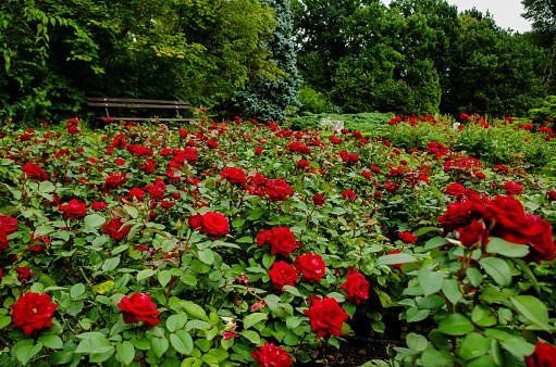 Summer rose flower in the park, róża kwiat w parku