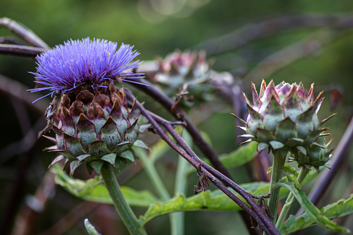 Rhaponticum scariosum, commonly known as Giant Scabiosa