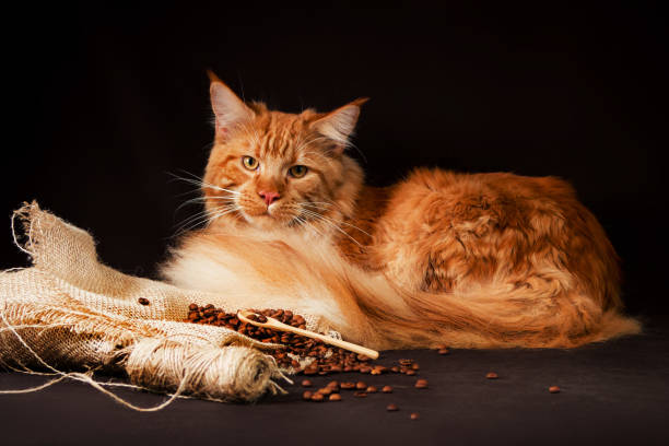 istock maine coon cat on black brown background 837638728