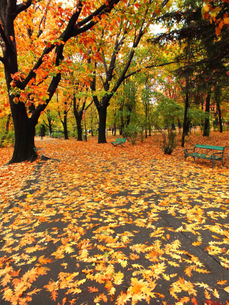 istock Beautiful Scenic Autumn - Herastrau Park - Bucharest - Romania 837639598