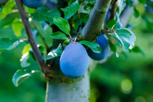 istock View of a plum growing on a tree between leaves 837639664