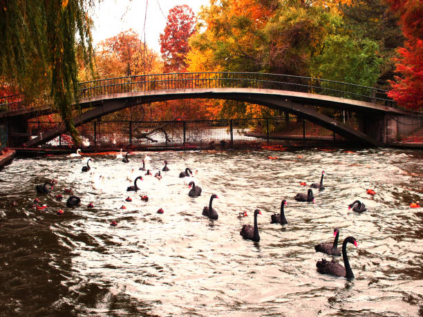 The Pond at Central Park and Gapstow Bridge in winter, New York City Gapstow bridge in Central park by sunset  New York City