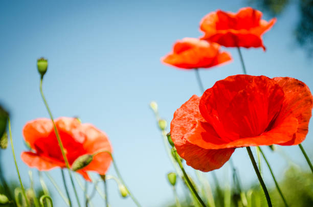 istock Red poppies in the flowering season 837653406