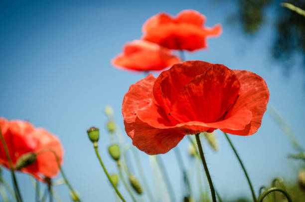 istock Red poppies in the flowering season 837653932