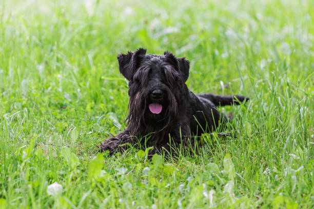 istock Black miniature schnauzer dog lying on green grass 837661108