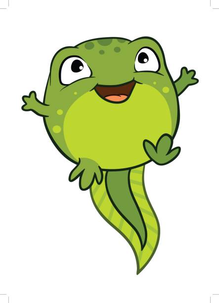 stockillustraties, clipart, cartoons en iconen met vectorillustratie cartoon van schattige gelukkig vreugdevolle baby tadpole karakter, helder groen van kleur. - kikkervisje