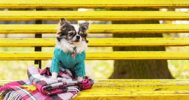 istock Longhair Chihuahua dog wearing blue wool pullover sitting on yellow bench with pink checkered plaid. Autumn in park. Horizontal long background, copy space, close up. Pets friendly concept. 837676376