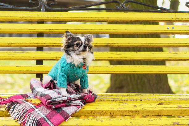 istock Longhair Chihuahua dog wearing blue wool pullover sitting on yellow bench with pink checkered plaid. Autumn in park. Pets care concept. Horizontal, copy space, close up. 837676434
