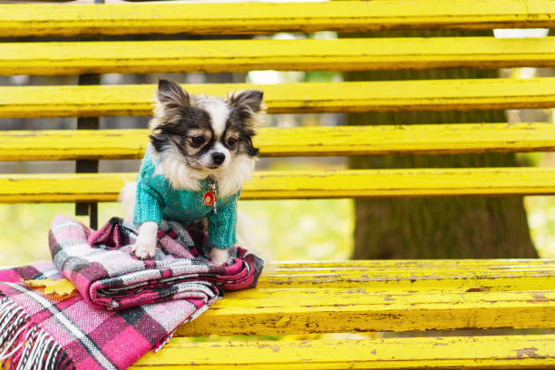 istock Pets friendly concept. Longhair Chihuahua dog wearing blue wool pullover sitting on yellow bench with pink checkered plaid. Autumn in park. Horizontal, copy space, close up. 837676466
