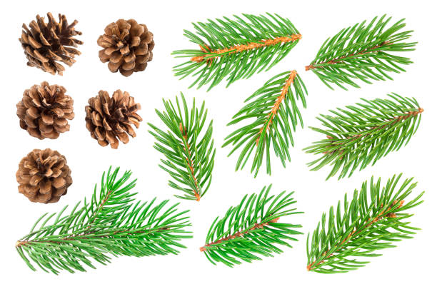 abeto árbol rama y pino conos aislados sobre fondo blanco - pine cone fotografías e imágenes de stock