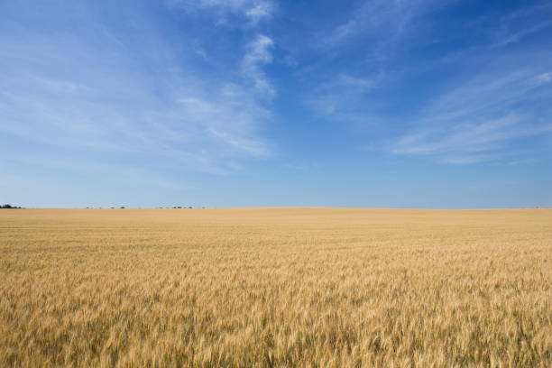istock Wheat field, mature yellow wheat, general plan 837678664