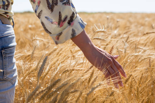 istock A female hand touches wheat ears in a wheat field 837683192