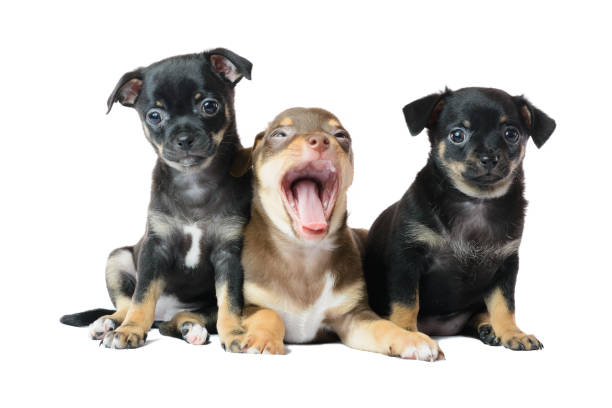 istock Nice one brown and two black Chihuahua puppy, isolated on a white background image 837683918