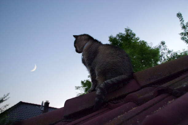 Domestic cat sitting on roof and watching for sky with the Moon