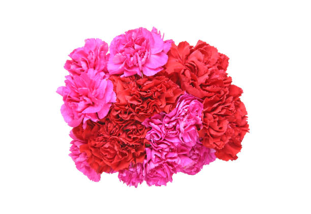 istock Bouquet of carnation 837686316