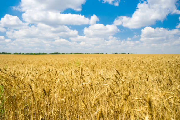 istock golden wheat field ready for harvest with blue sky 837695682
