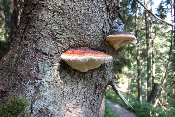 istock woody mushroom 837705500