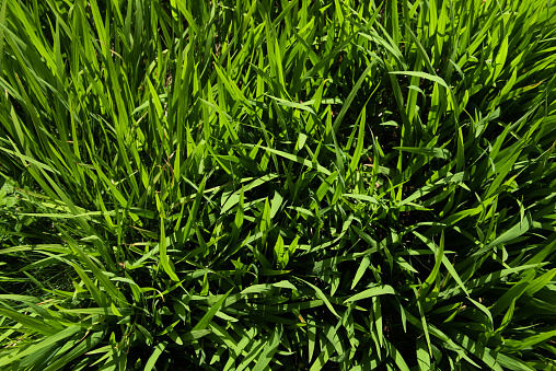 The lawn background picture was taken outdoors in a garden from directly above.