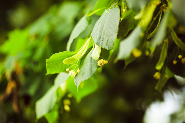istock Flower close-up. Flower on a green background 837706676