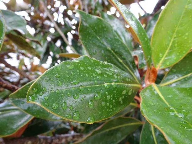 gotas de lluvia en las hojas de magnolia verde - magnolia southern usa white flower fotografías e imágenes de stock