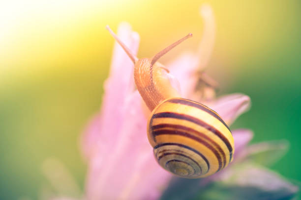 Drop, Liquid, Plant, Raindrop, Snail