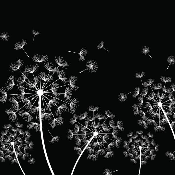 schwarzer hintergrund mit weißen stilisierten löwenzahn - dandelion freedom silhouette wind stock-grafiken, -clipart, -cartoons und -symbole