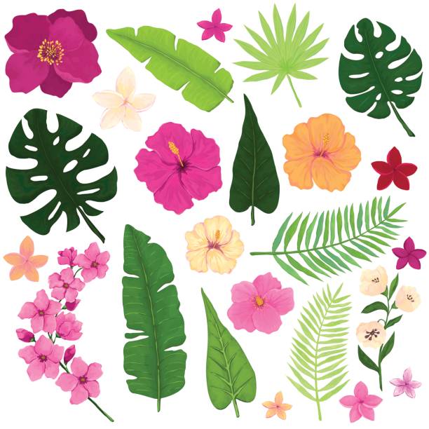 набор экзотических тропических цветов и листьев - tropical flower stock illustrations