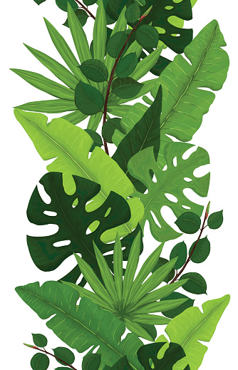 Seamless Border of Green Monstera, Banana, Ficus and Palm Leaves