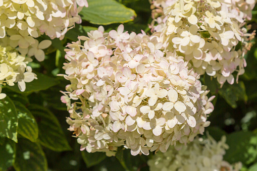 A photograph of white hydrangea flowers with a shallow depth of field.