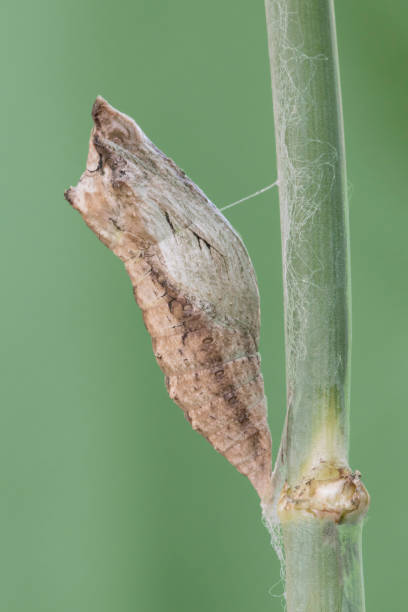 istock Black Swallowtail Caterpillar cocoon hanging by a silk thread in it's early pupa stage 837731440