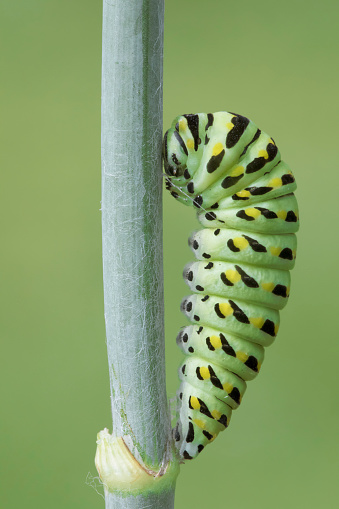 Black Swallowtail Caterpillar hanging by a silk thread in it's pre-pupa stage on fennel plant