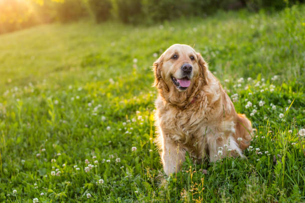 istock old golden retriever dog 837737626