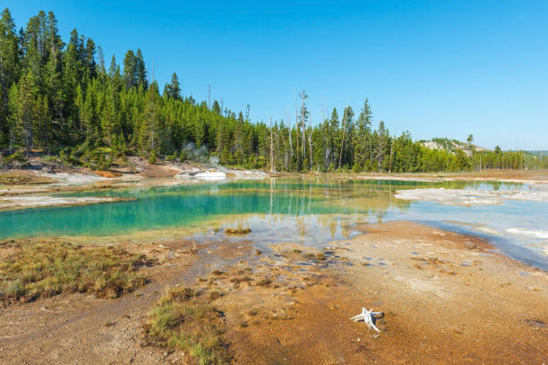 Norris Geyser Basin The volcanic activity of the Norris Geyser Basin in the early morning inside Yellowstone National Park in the state of Wyoming, USA. norris geyser basin photos stock pictures, royalty-free photos & images