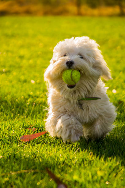 istock white puppy playing in the park 837741740