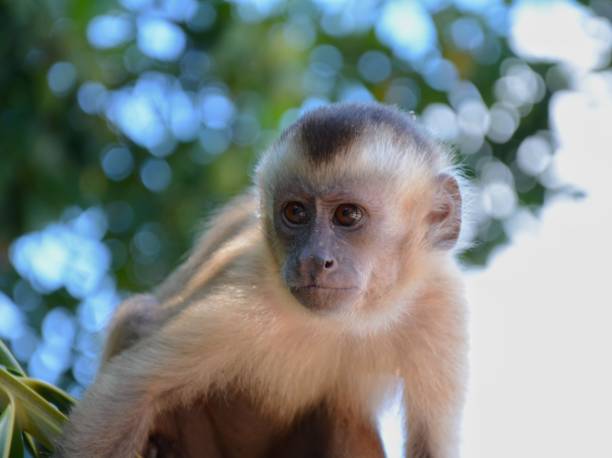istock Monkey in Paraiba, Brazil 837743854