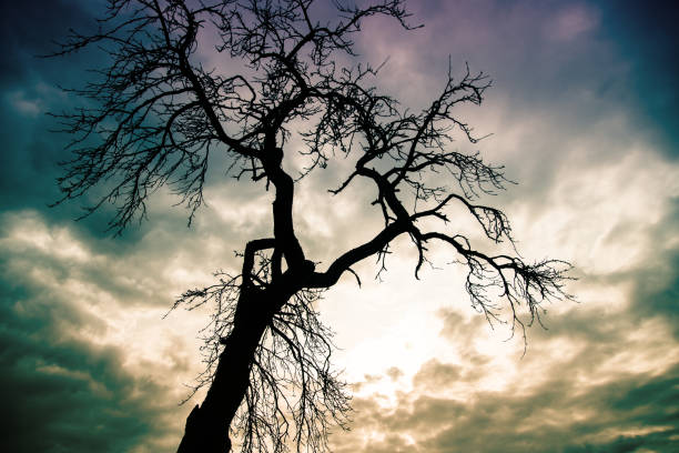 bare baum - bare tree dry tree branch stock-fotos und bilder