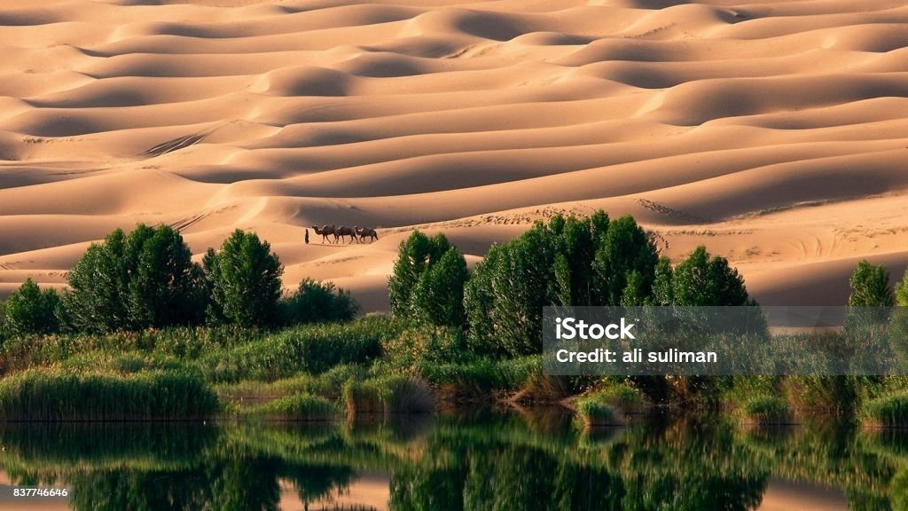 Liwa Oasis The Liwa Oasis is a large oasis area in Abu Dhabi, United Arab Emirates. Liwa Desert Stock Photo