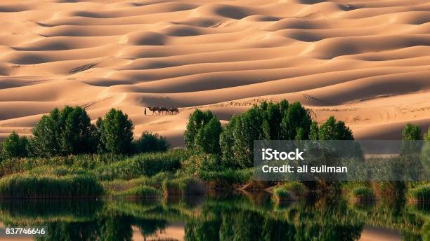 Liwa Oasis Stock Photo - Download Image Now - Liwa Desert, Abu Dhabi, Camel