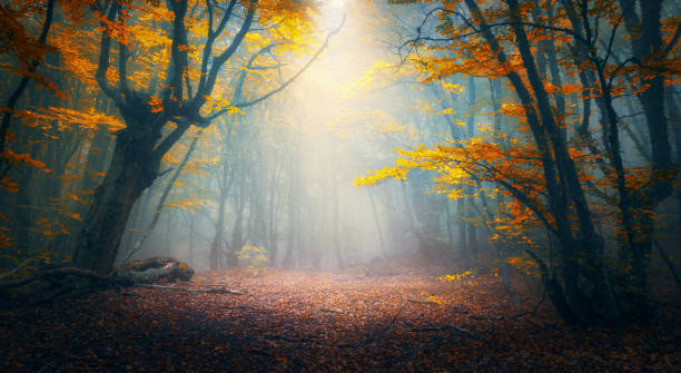 forêt de féerie dans le brouillard. bois de l’automne. forêt d’automne enchantée dans le brouillard le matin. vieil arbre. paysage avec des arbres, feuillage coloré de rouge et orange et bleu brouillard. contexte de la nature. sombre forêt brumeuse - forest sunbeam tree light photos et images de collection