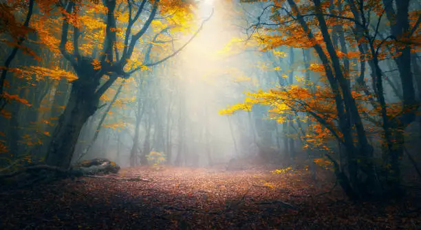 Photo of Fairy forest in fog. Fall woods. Enchanted autumn forest in fog in the morning. Old Tree. Landscape with trees, colorful orange and red foliage and blue fog. Nature background. Dark foggy forest