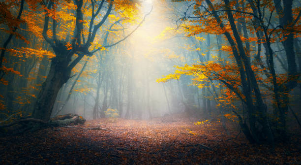 fairy forest in fog. fall woods. enchanted autumn forest in fog in the morning. old tree. landscape with trees, colorful orange and red foliage and blue fog. nature background. dark foggy forest - fairy forest fairy tale mist imagens e fotografias de stock