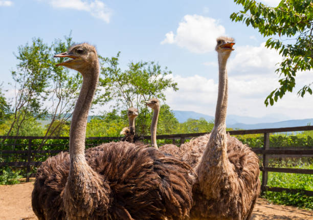 istock Little Flock of Ostriches 837766060