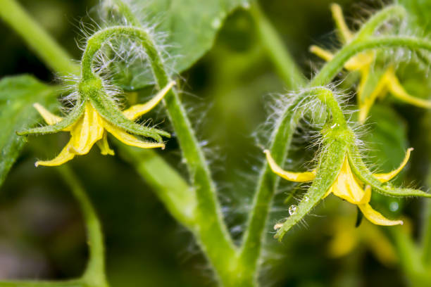 istock Flowers of tomatoes 837769890