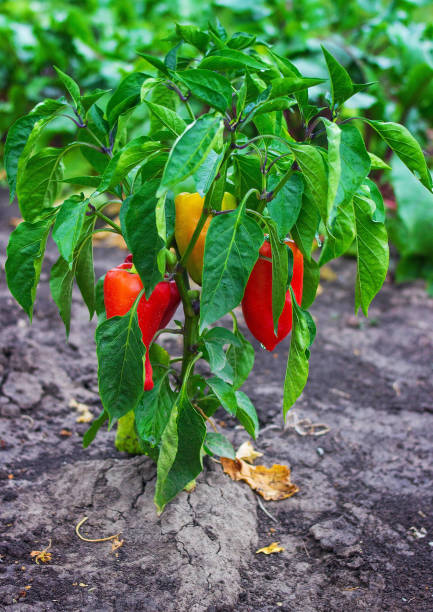 istock Growing fruits of pepper 837774256