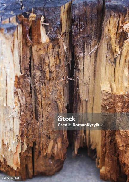 Beautiful Tree But Rotten Inside Beautiful Rotten Tree Stock Photo - Download Image Now - Abstract ...