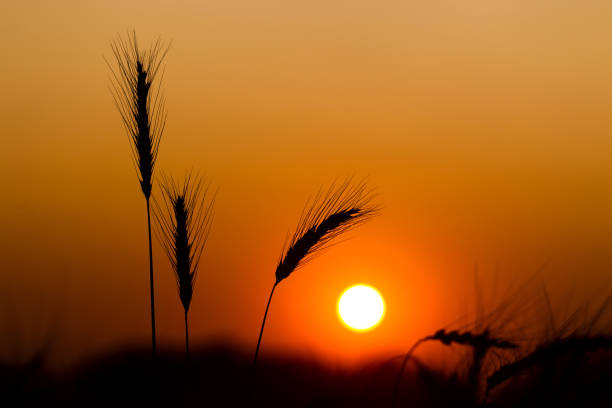 istock Spikes of ripe rye on a summer evening 837780482