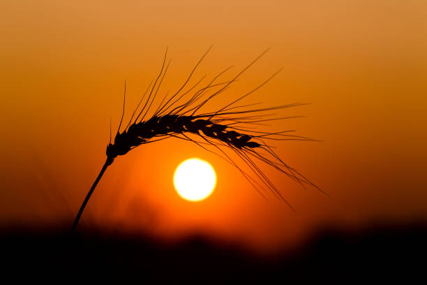 istock Spikes of ripe rye on a summer evening 837781040