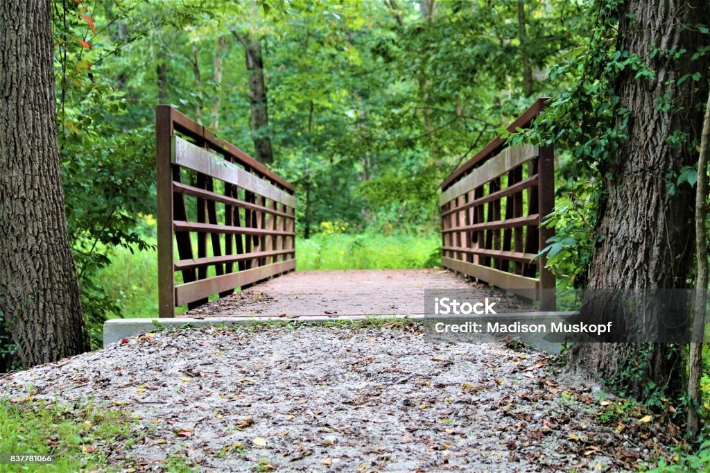 Path Through The Forest A bridge over a river in the forest. Backgrounds Stock Photo