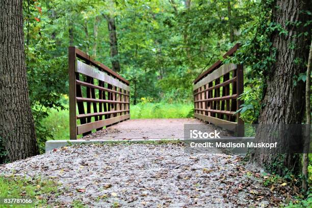 Path Through The Forest Stock Photo - Download Image Now - Backgrounds, Bridge - Built Structure, Country Road